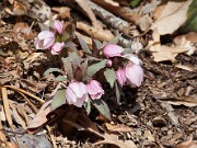 Helleborus thibetanus 20110038