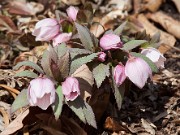 Helleborus thibetanus 20110039