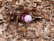 Helleborus thibetanus 20110041