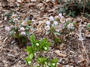 Helleborus thibetanus 20110046