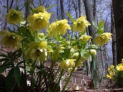 Helleborus Double Yellow 0003