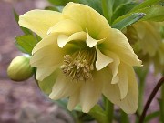 Helleborus Double Yellow 0004