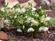 Helleborus x hybrids Betty Rannicar 20110001