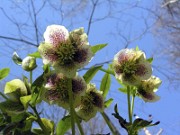 Helleborus x hybridus 0001