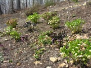 Helleborus x hybridus 0002