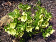 Helleborus x hybridus 0003