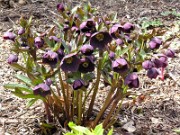 Helleborus x hybridus 0004