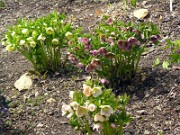 Helleborus x hybridus 0005