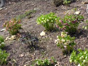 Helleborus x hybridus 0006