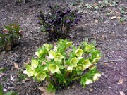 Helleborus x hybridus 0007