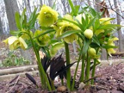 Helleborus x hybridus 0008