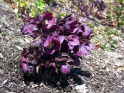 Helleborus x hybridus 0009