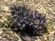 Helleborus x hybridus 0010