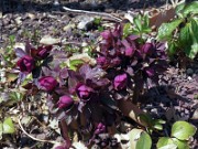 Helleborus x hybridus 0011