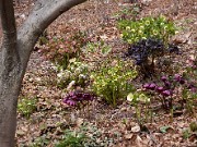 Helleborus x hybridus 0012