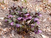 Helleborus x hybridus 0013