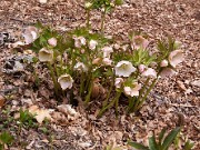 Helleborus x hybridus 0014