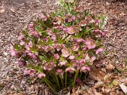 Helleborus x hybridus 0015
