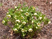 Helleborus x hybridus 0016