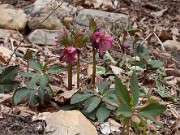 Helleborus Walberton's Rosemary 20130310 0003