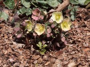 Helleborus interspecific hybrids 20120221_0002