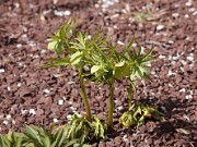 Helleborus sp. 20120310_0009