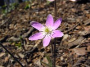 Hepatica acutiloba 0007