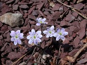 Hepatica americana 0001