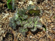 Hepatica americana 0003