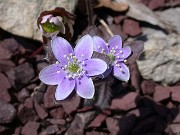 Hepatica americana 0004