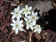 Hepatica americana 0009