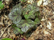 Hepatica americana 0014