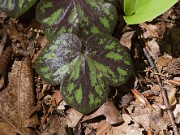 Hepatica americana 20100002