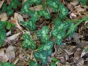 Hepatica americana 20100005