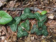 Hepatica americana 20100006