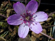 Hepatica asiatica var. japonica f. magna 0010