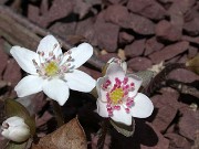 Hepatica asiatica var. japonica f. magna 0022