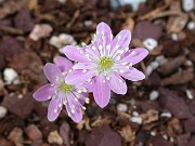 Hepatica insularis 0001