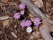 Hepatica insularis 0005