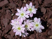 Hepatica insularis 0009