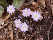 Hepatica insularis 0011