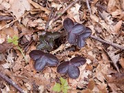 Hepatica insularis 0013