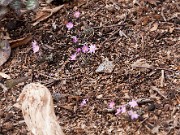 Hepatica insularis 20110006