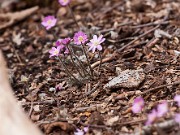 Hepatica insularis 20110008