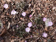 Hepatica insularis 20110010