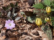 Hepatica insularis 20110012