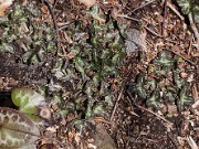 Hepatica insularis 20110014