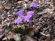 Hepatica nobilis 0003