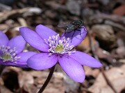 Hepatica nobilis 0015