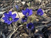 Hepatica nobilis 0017